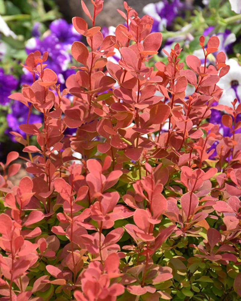 Barberry Orange Rocket 5 Gallon