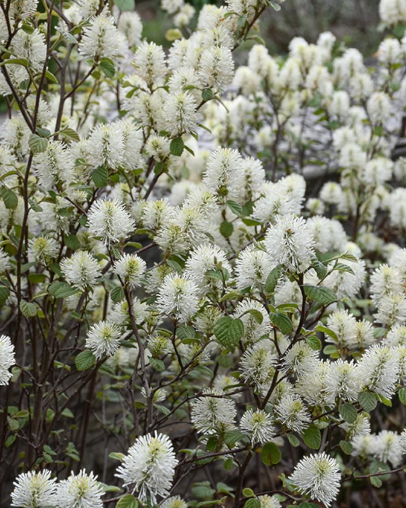 Fothergilla Legand of the Fall 3 Gallon