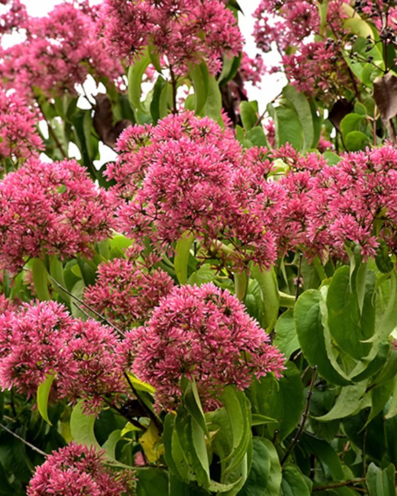 Heptacodium Temple of Bloom 3 Gallon