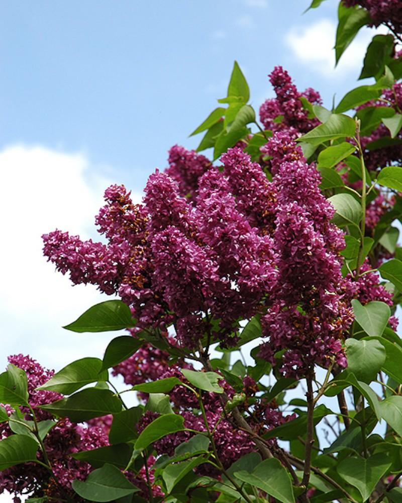 Lilac Charles Joly Red/Purple 3 Gallon