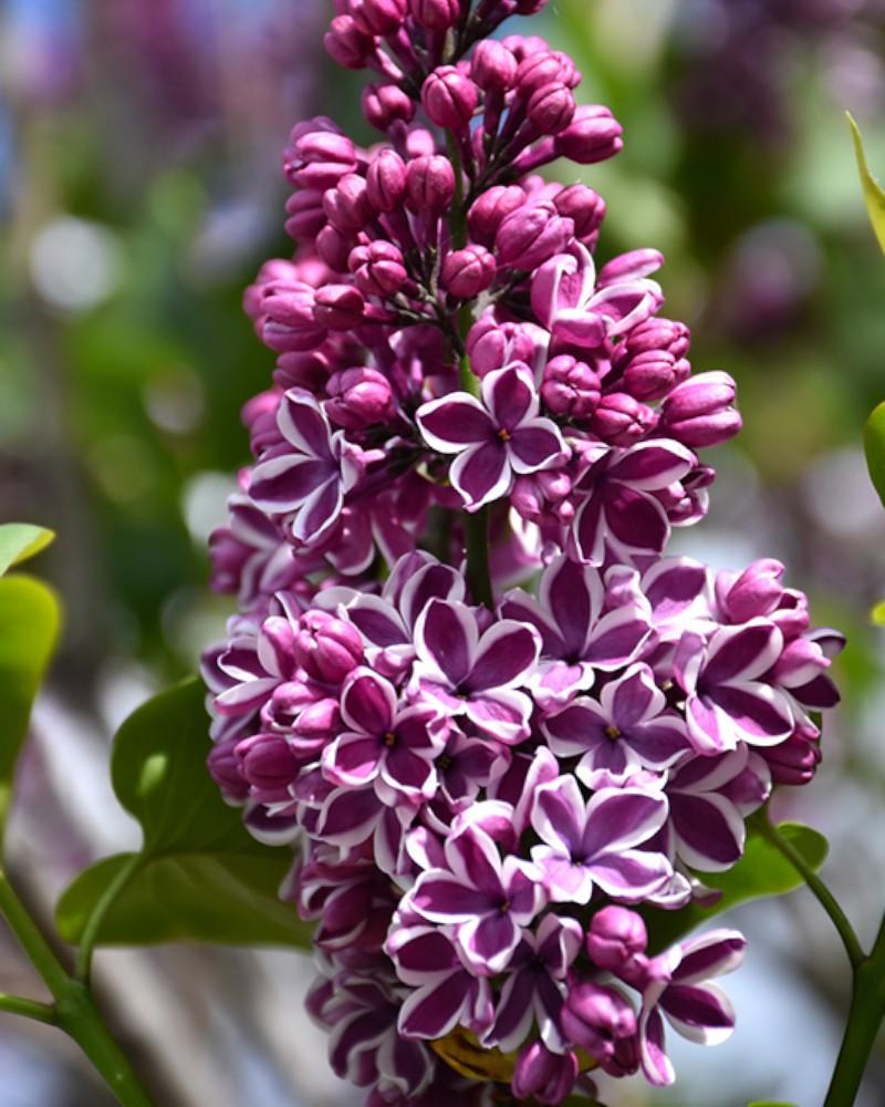 Lilac Sensation Purple/White 3 Gallon