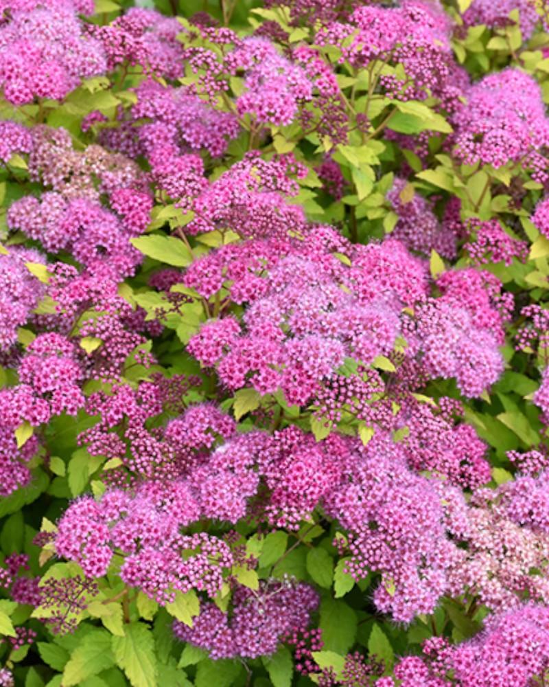 Spirea  Magic Carpet 3 Gallon