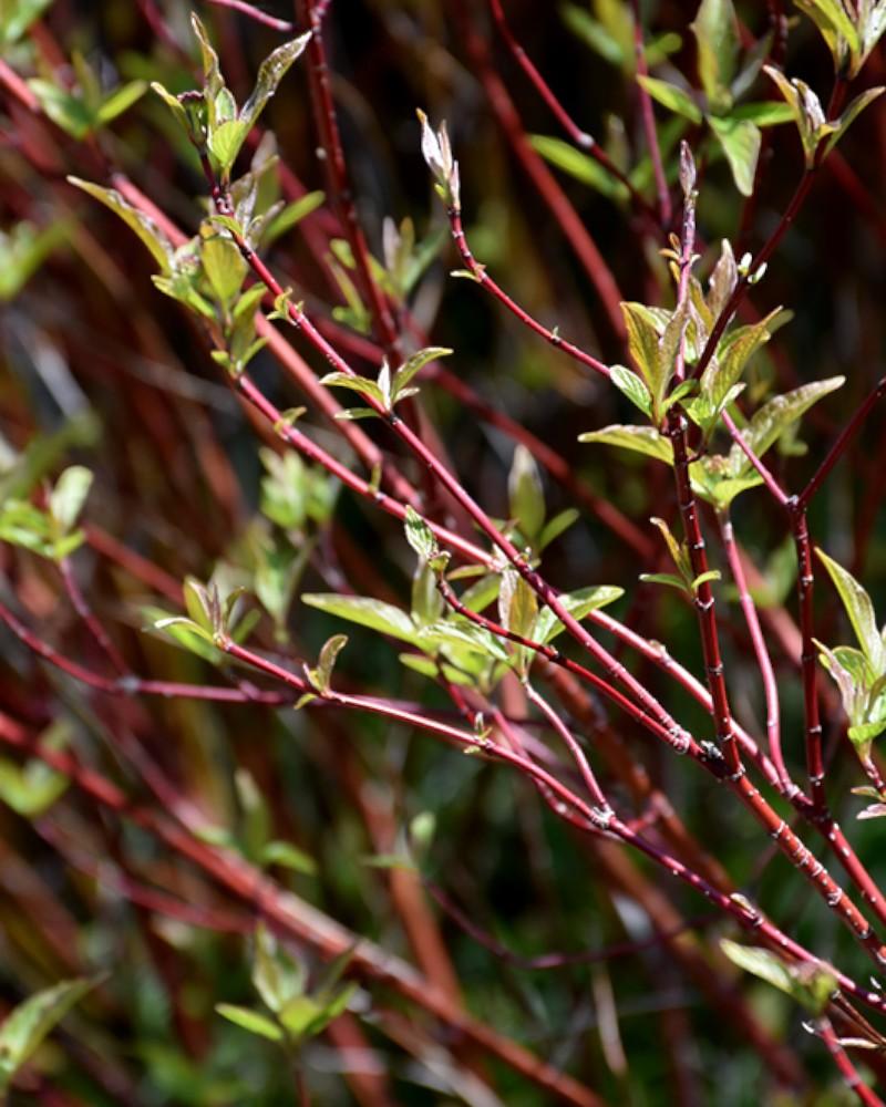 Dogwood Bailey's Red Twig 3 Gallon