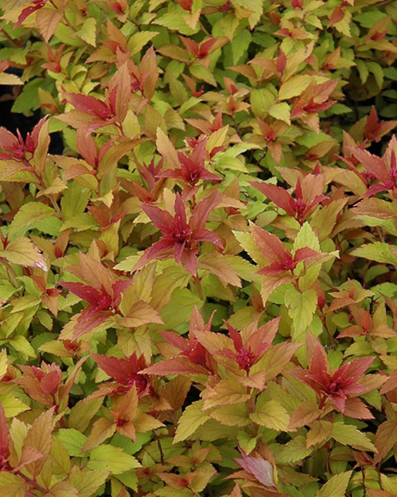 Spirea Goldflame 3 Gallon
