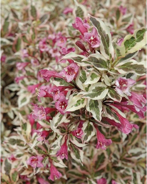 Weigela My Monet&reg; 2 Gallon
