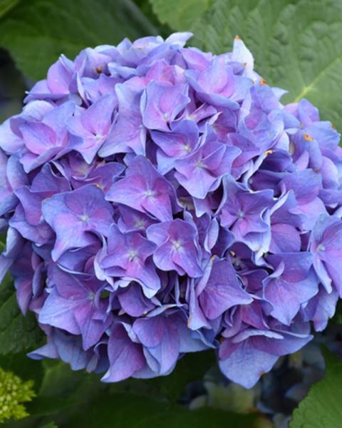Hydrangea Let's Dance (r)  Blue Jangles 3 Gallon