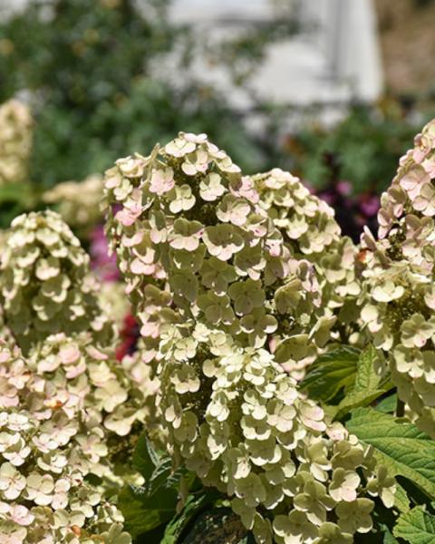 Hydrangea Gatsby Gal(r) Proven Winners 3 Gallon