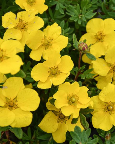 Potentilla Happy Face Yellow 3 Gallon
