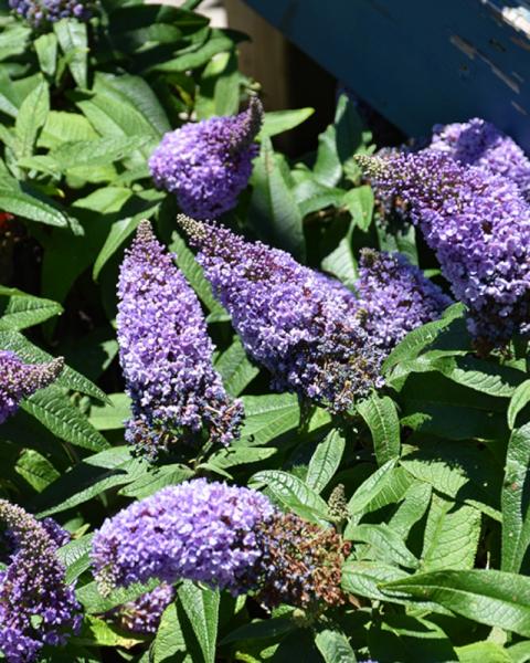 Buddleia Pugster Amethyst 2 Gallon