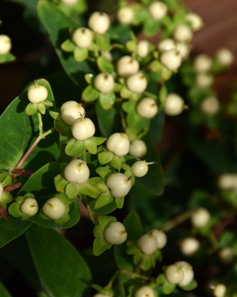 Hypericum Floralberry Champagne 2 Gallon