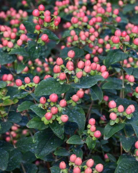 Hypericum Floralberry Rose 2 Gallon