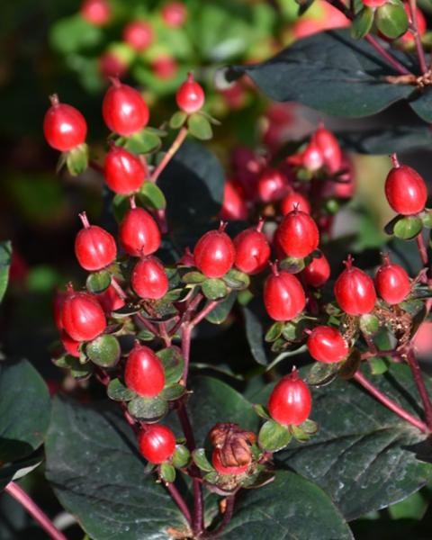 Hypericum Floralberry Sangria 3 Gallon