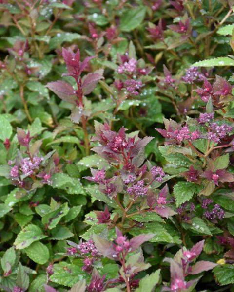 Spirea Lil' Flirt 2 Gallon