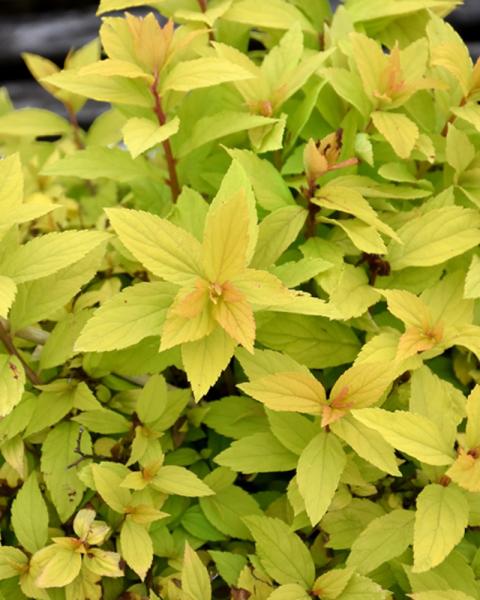 Spirea Lil' Sizzle(r)pp #2
