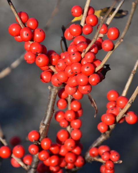 Holly Berry Poppins 3 Gallon