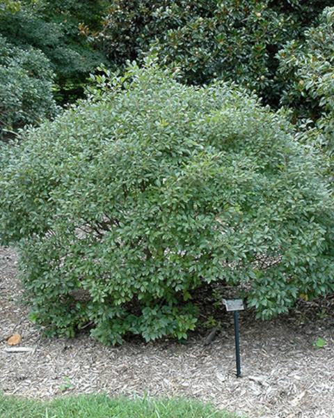 Holly Berry Mr. Poppins 3 Gallon