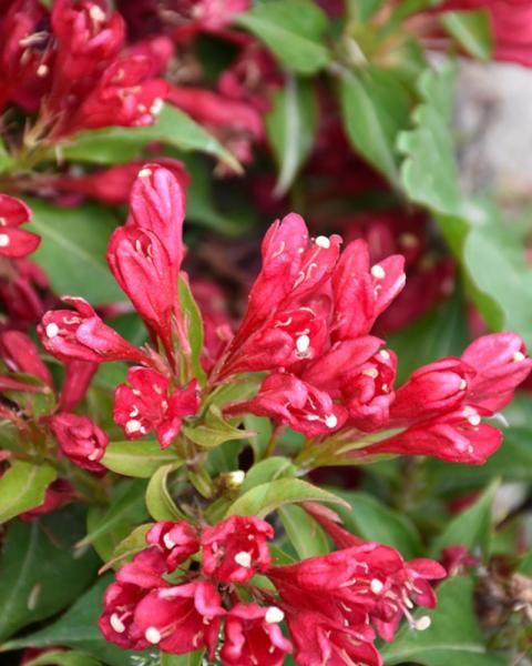 Weigela Crimson Kisses 3 Gallon
