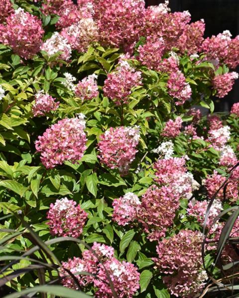 Hydrangea Vanilla Strawberry(tm) 2 Gallon