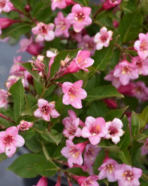 Weigela Minuet 2 Gallon