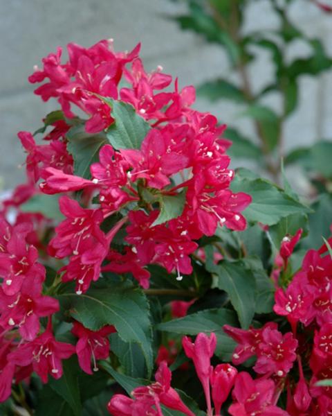 Weigela Sonic Bloom Red 2 Gallon
