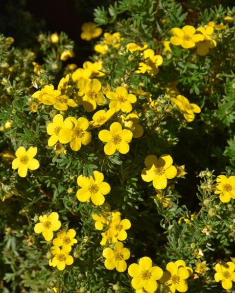 Potentilla Gold Finger 2 Gallon
