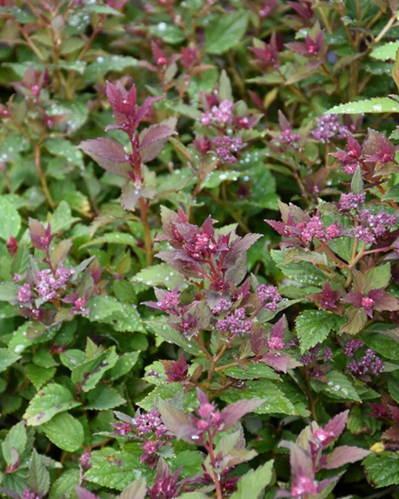 Spirea Lil' Flirt 2 Gallon