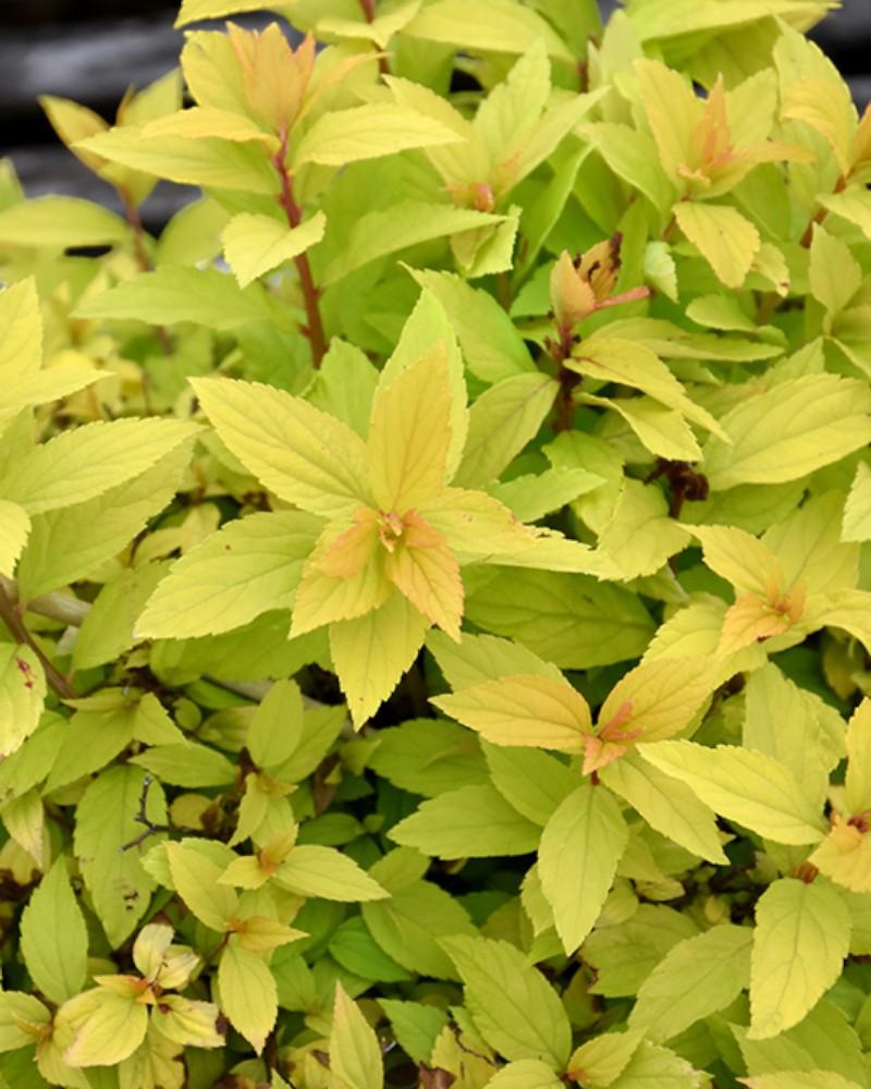 Spirea Lil' Sizzle(r)pp #2