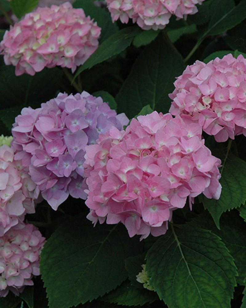 Hydrangea Endless Summer&reg; The Original  3 Gallon