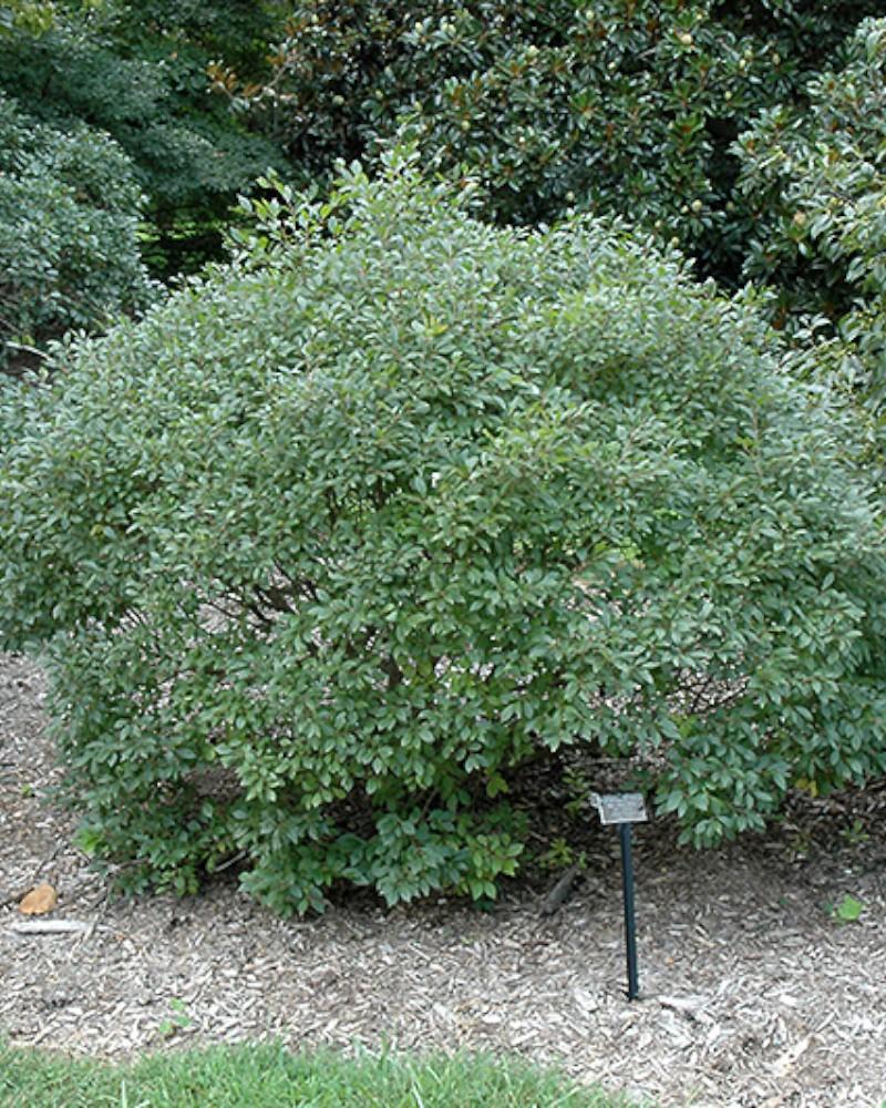 Holly Berry Mr. Poppins 3 Gallon