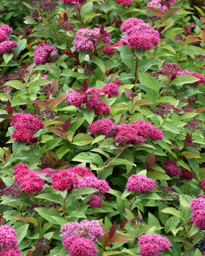 Spirea Double Play Doozie 2 Gallon