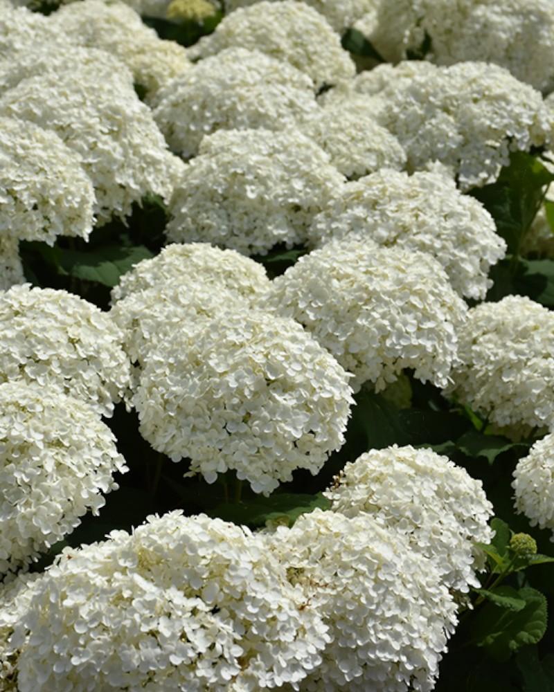 Hydrangea Incrediball&reg; 3 Gallon