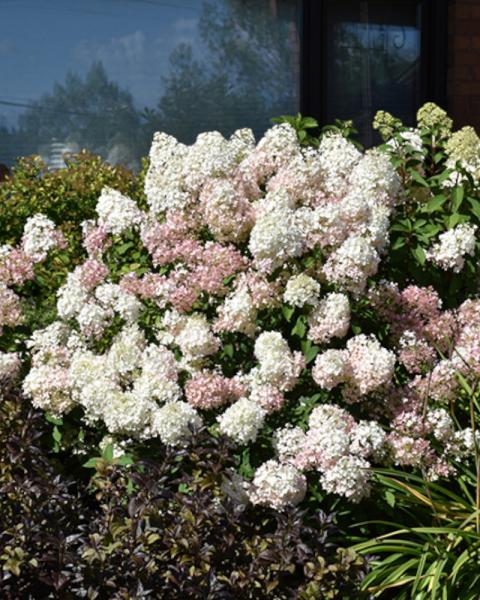 Hydrangea Bobo 3 Gallon