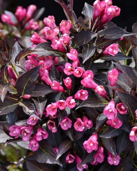 Weigela Spilled Wine 2 Gallon