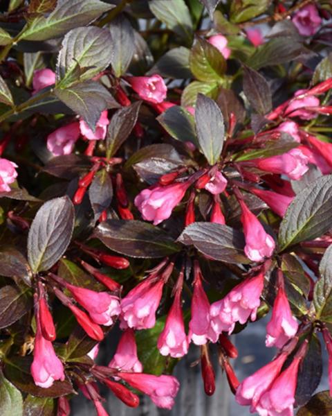 Weigela Very Fine Wine 2 Gallon
