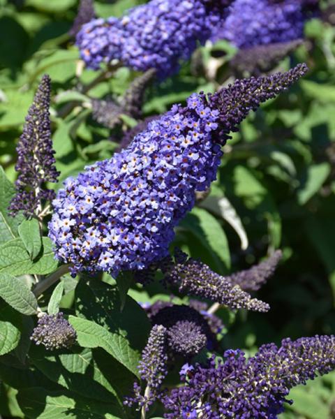 Buddleia Pugster Blue&reg; 2 Gallon