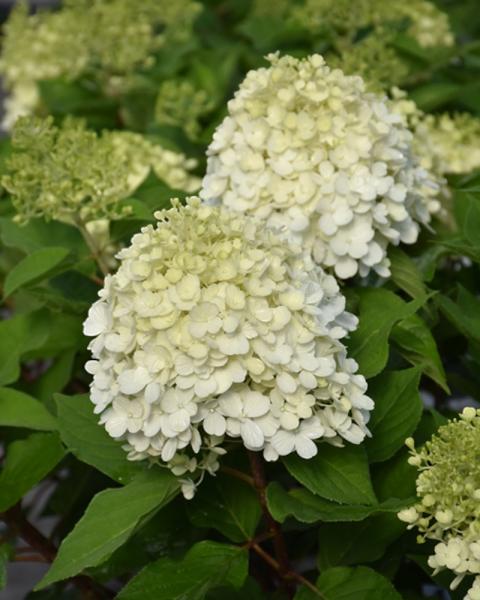 Hydrangea Little Lime Punch&reg; 3 Gallon