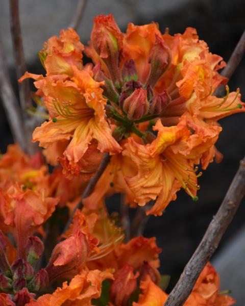 Azalea Gibraltar 3 Gallon