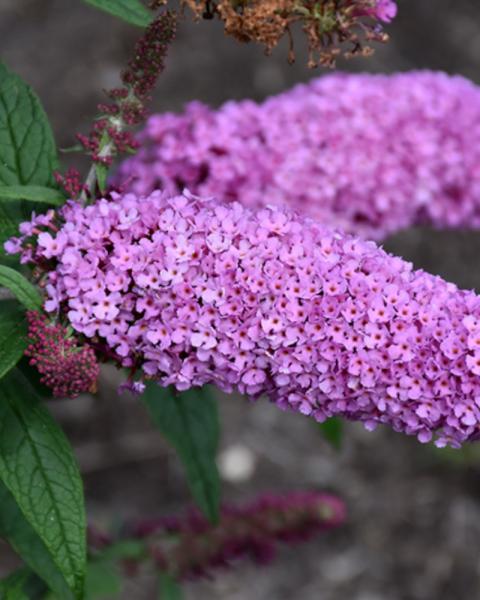 Buddleia Pugster&reg; Pinker 2 Gallon