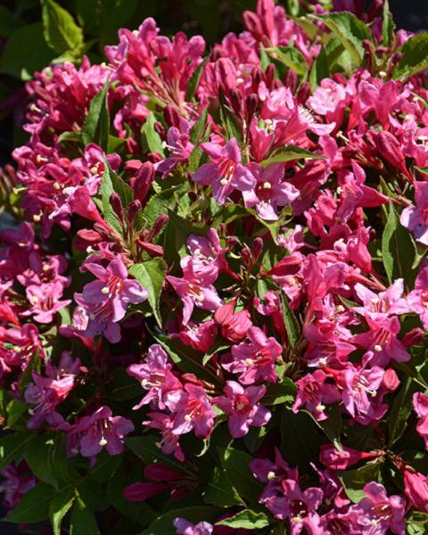 Weigela Sonic Bloom Pink 2 Gallon