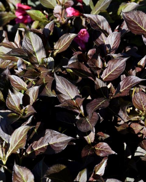 Weigela Midnight Wine Shine 2 Gallon