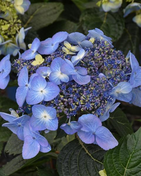 Hydrangea Endless Summer&reg; Pop Star 3 Gallon