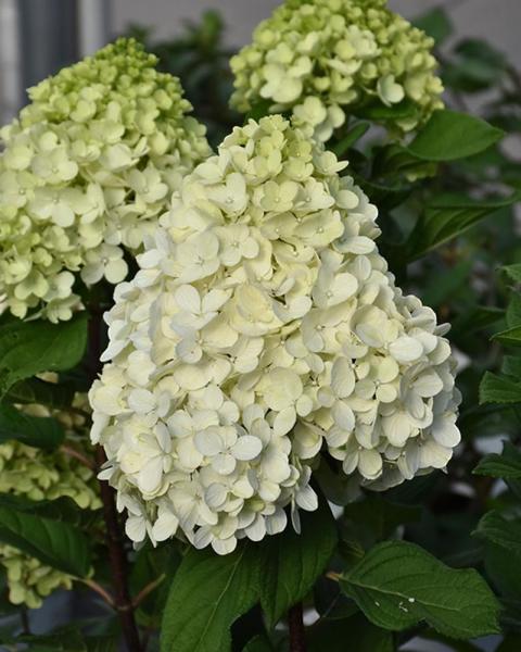 Hydrangea Little Lime Punch,(r) 2 Gallon