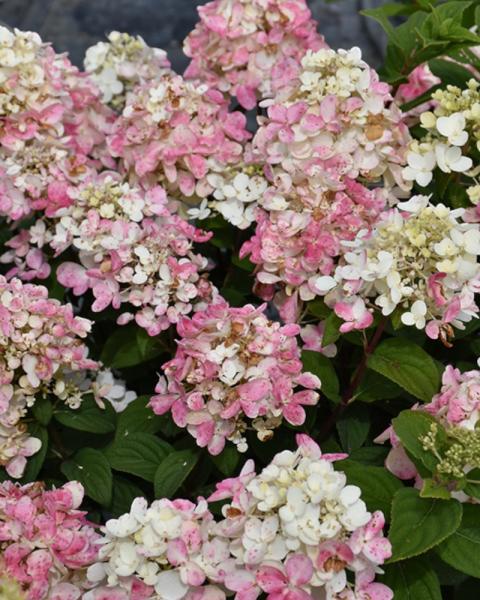 Hydrangea Fire Light Tidbit&reg; 2 Gallon
