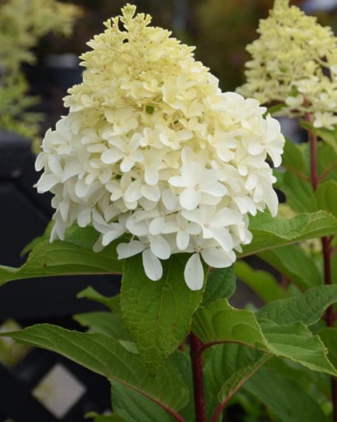 Hydrangea Limelight Prime&reg; 3 Gallon