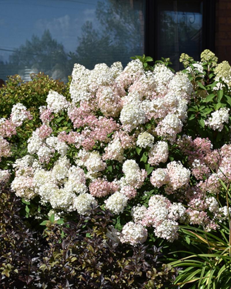 Hydrangea Bobo 3 Gallon