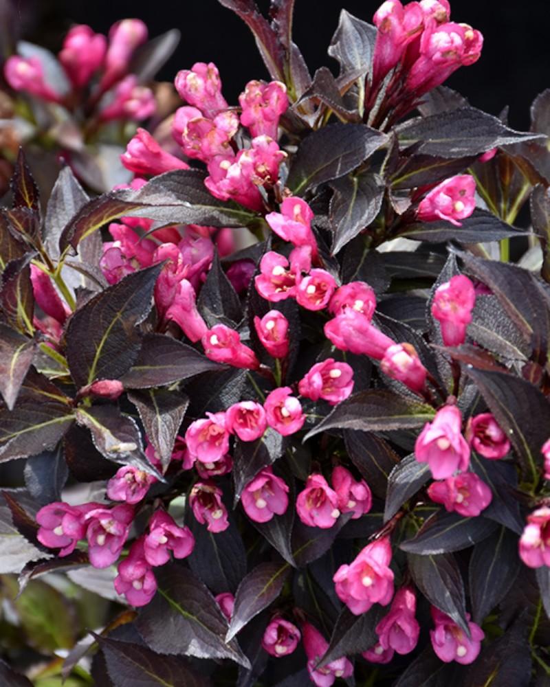 Weigela Spilled Wine 2 Gallon