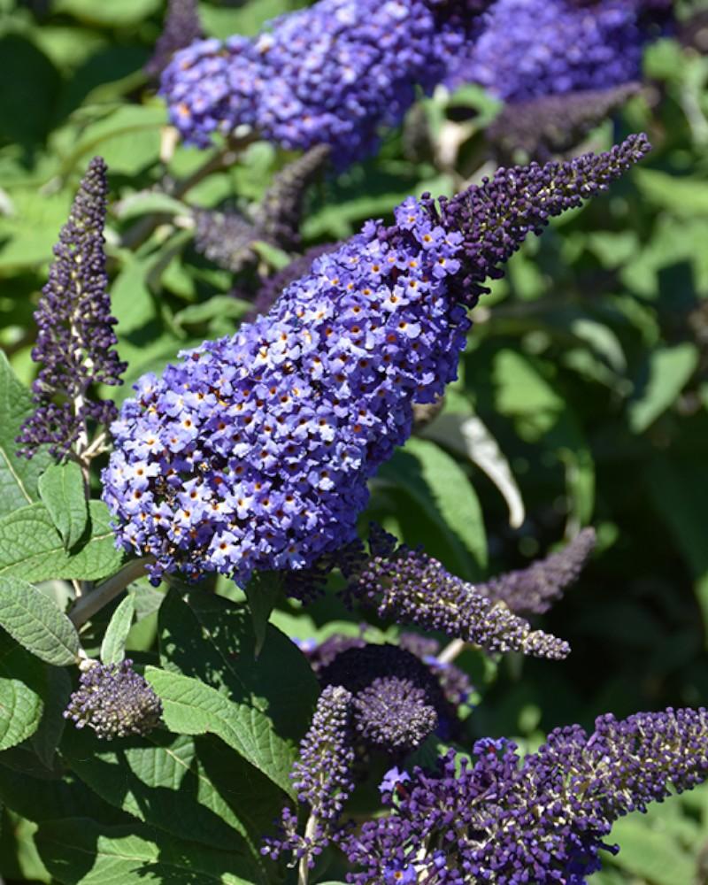 Buddleia Pugster Blue Pw #2