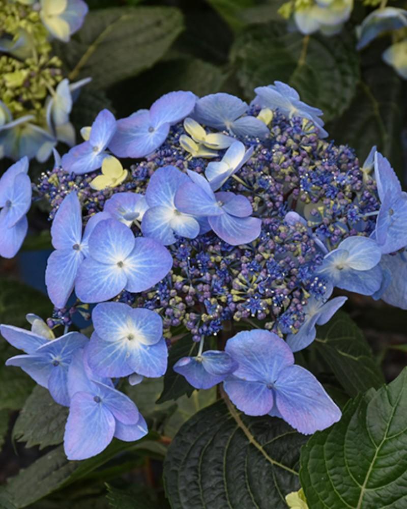 Hydrangea Endless Summer&reg; Pop Star 3 Gallon