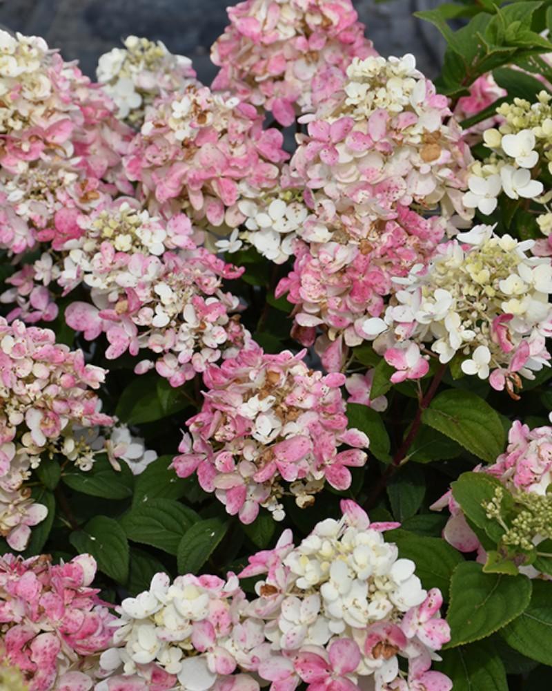 Hydrangea Fire Light Tidbit&reg; 2 Gallon