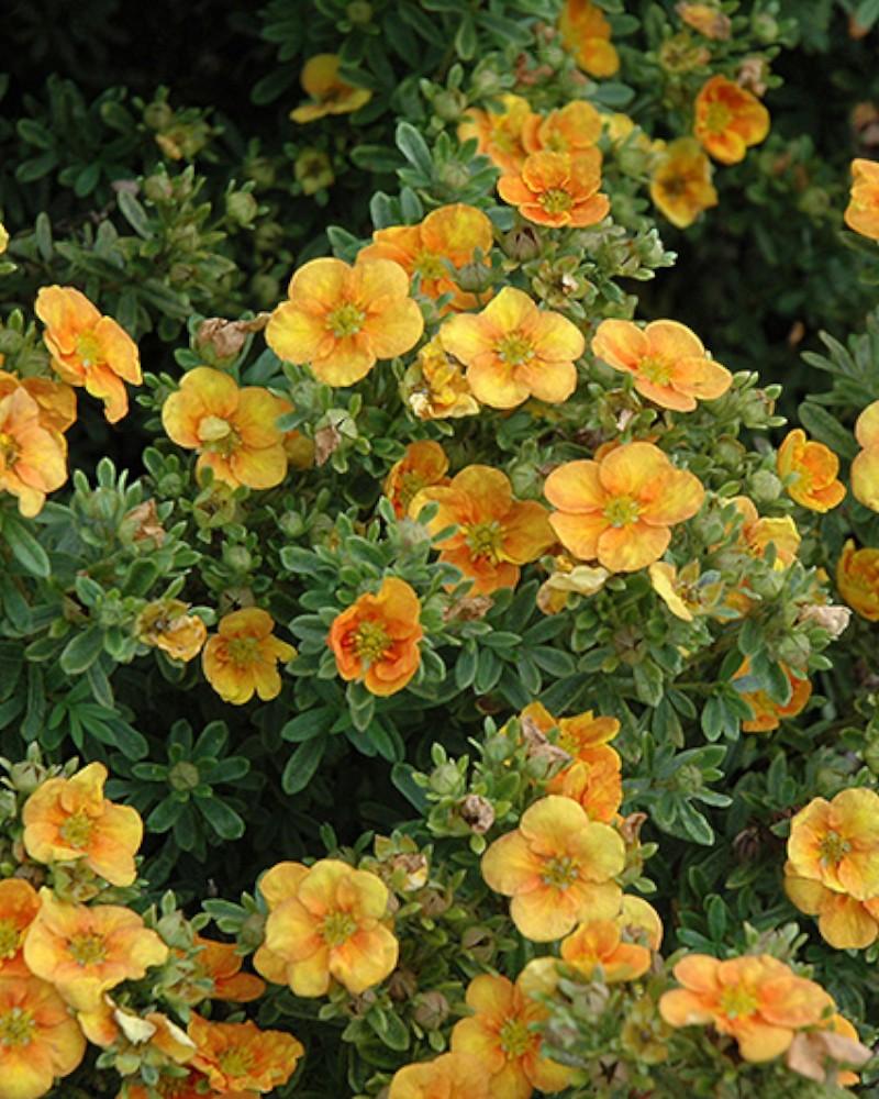 Potentilla Mango Tango 2 Gallon